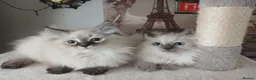 Siberian cats for sale: Beautiful Siberian kittens  in Wigan - Advert 8