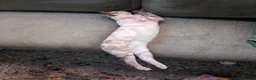 Mixed Breed cats for sale: Snow Lynx Bengal Male - Advert 11