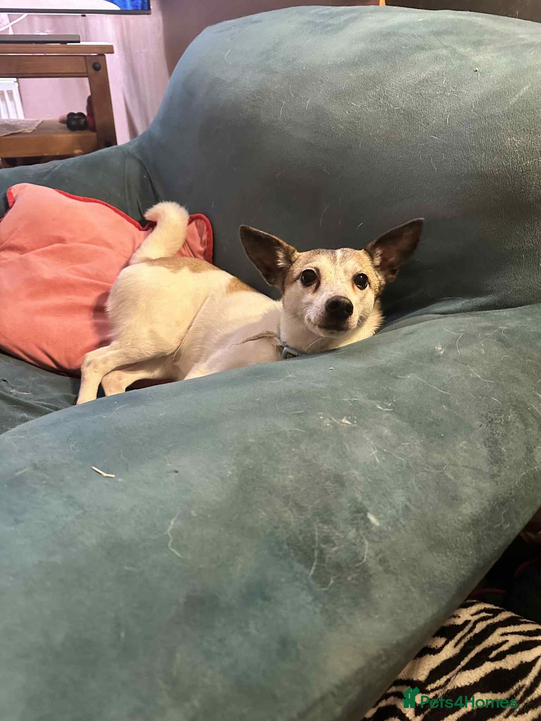 Mixed Breed dogs for adoption: Tia - Taverham Norfolk  - Advert 13