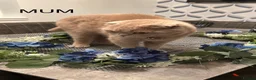 Scottish Fold cats for sale: Scottish folds and straights in Doncaster - Advert 2