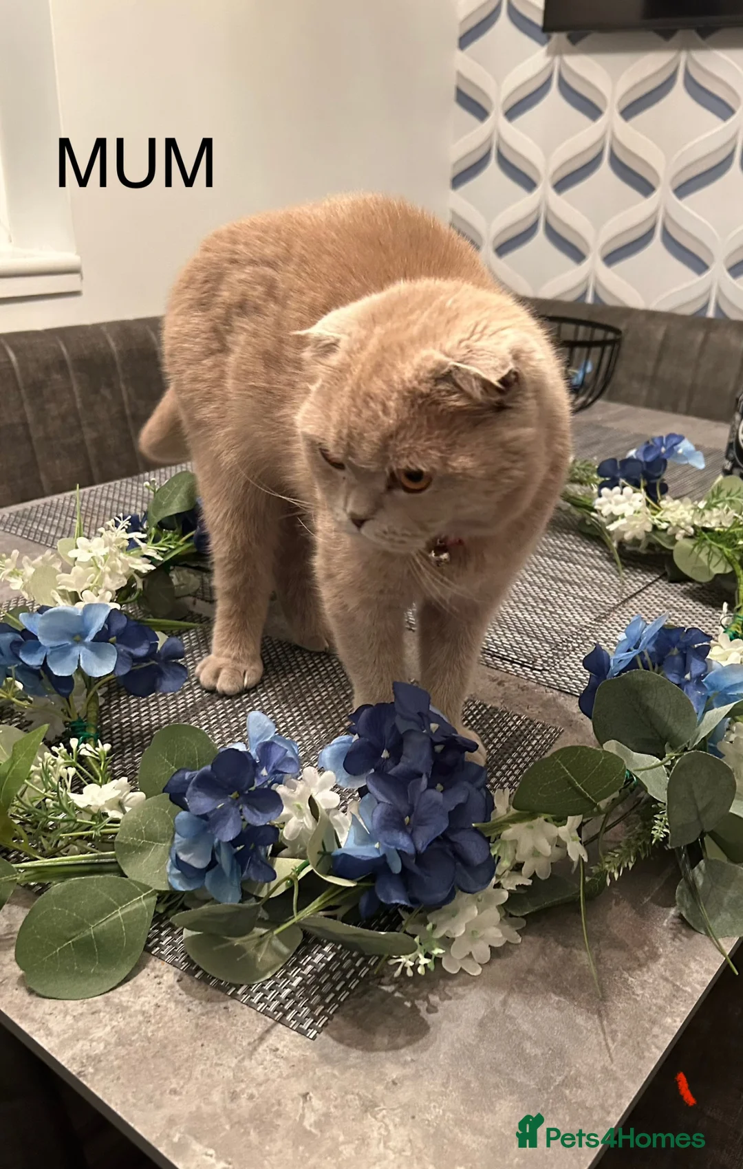 Scottish Fold cats for sale: Scottish folds and straights in Doncaster - Advert 2