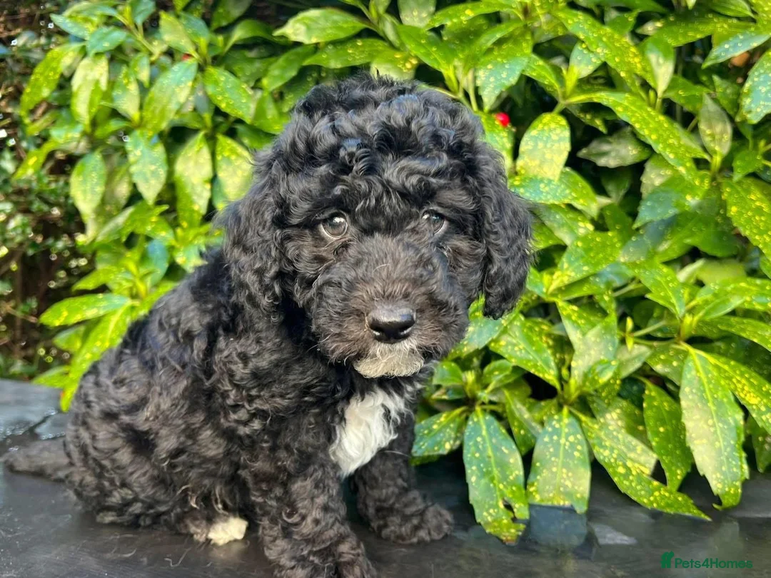 Bordoodle dogs for sale: F1b Bordoodle, DNA testing,full refund guarantee  - Advert 11