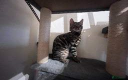 Bengal cats for sale: 2 Beautiful Bengal girls- vet owned  - Image 5