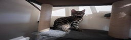 Bengal cats for sale: 2 Beautiful Bengal girls- vet owned  - Advert 5