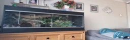 Python Snake reptiles for sale: 7 year old albino ball python friendly  in Watford - Advert 5