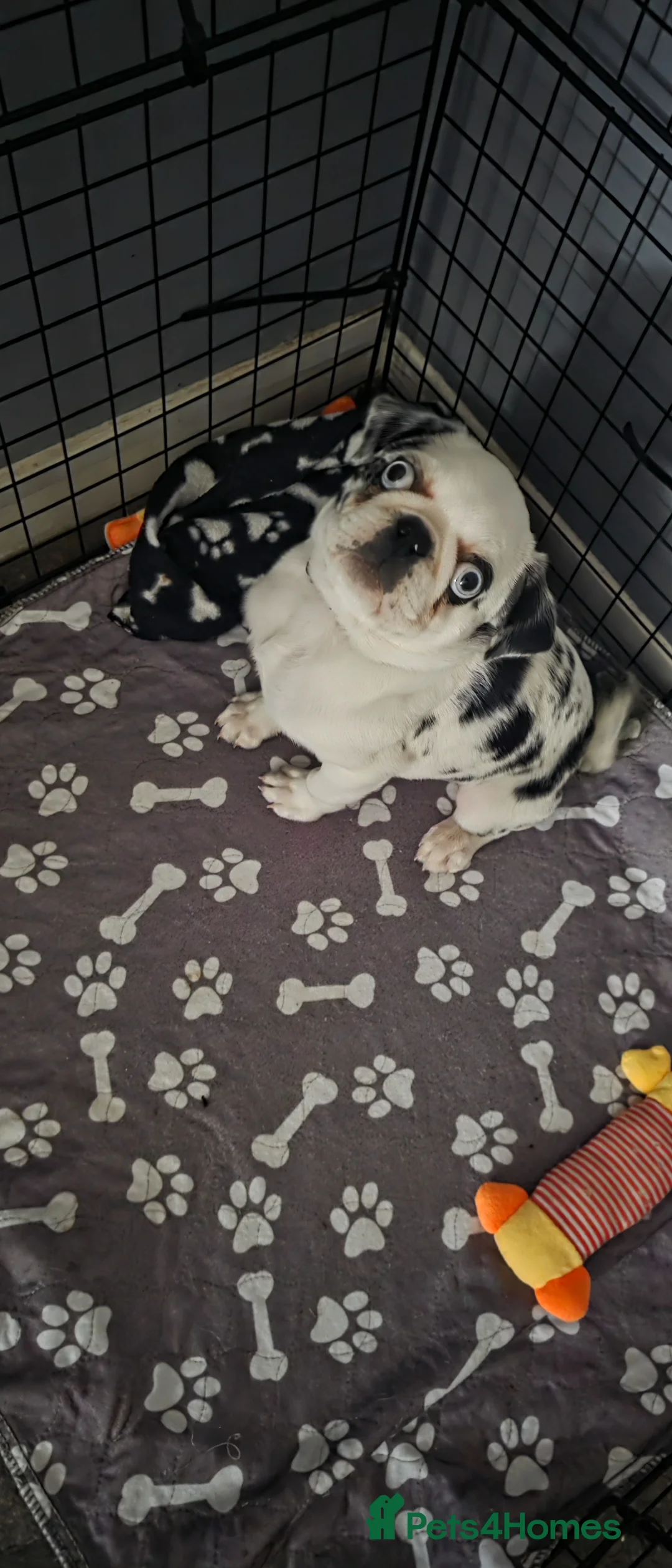 Pug dogs for sale: Reverse Panda Pug  - Advert 1