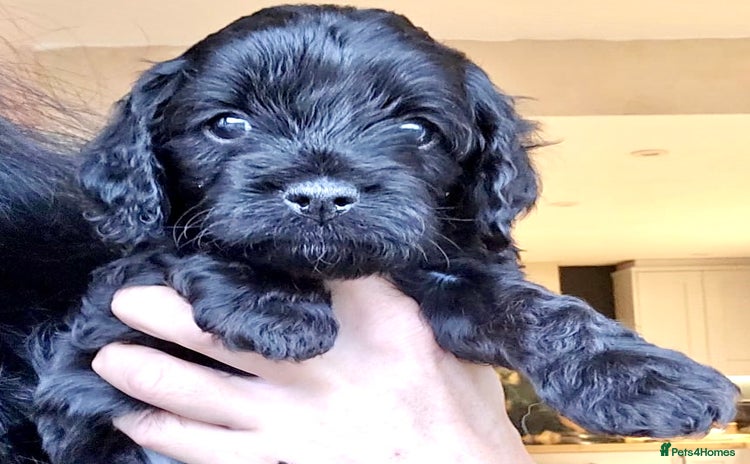 Cavapoo dogs - Advert 5