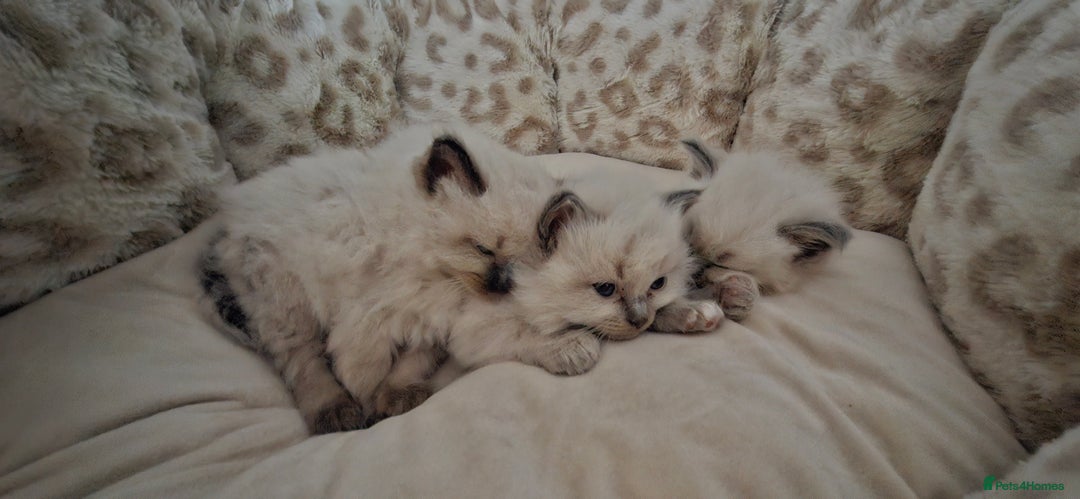 Ragdoll cats for sale: Ragdoll babies  - Image 10