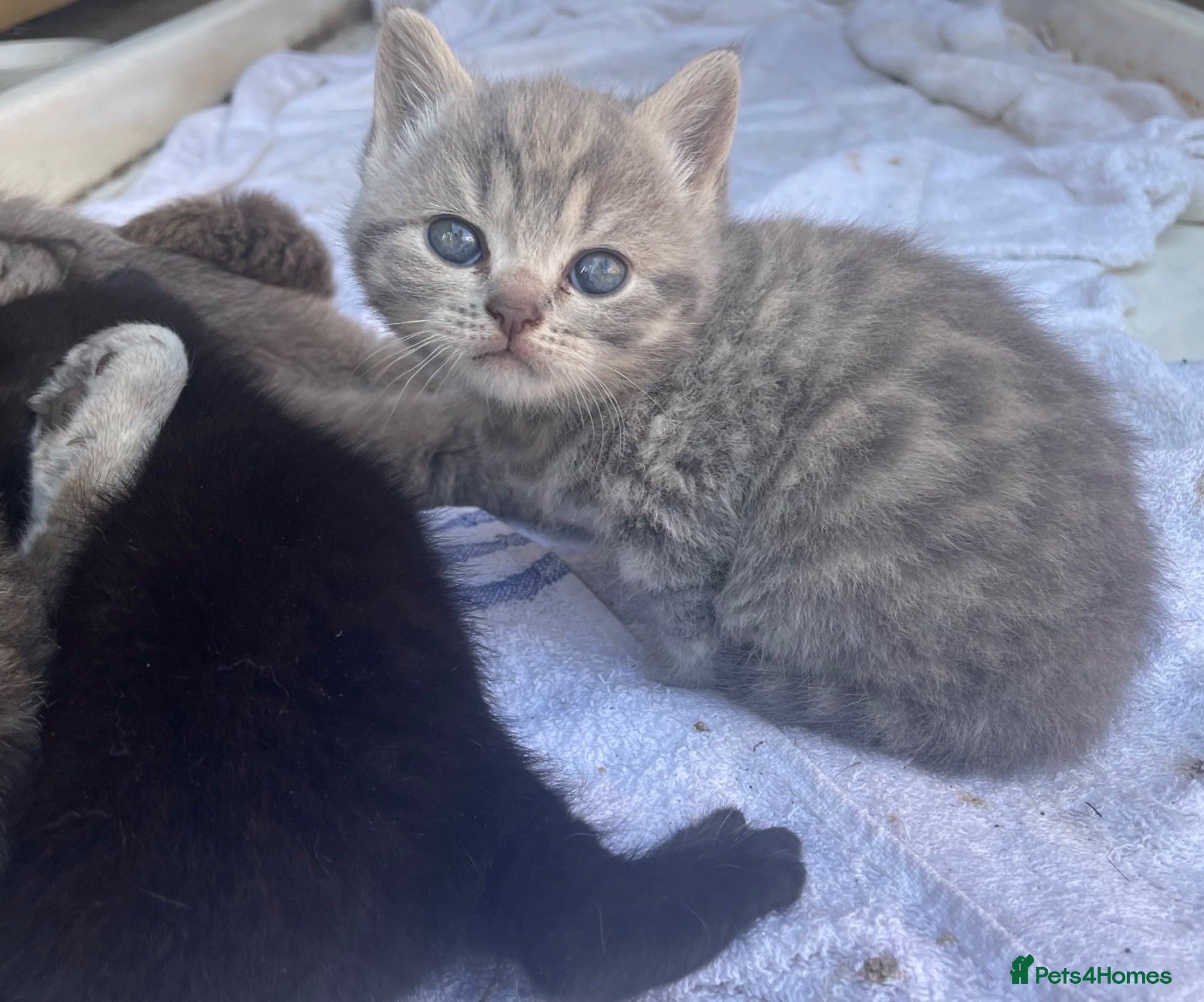 British Shorthair cats Pedigree British shorthair kittens for sale  - Advert 4