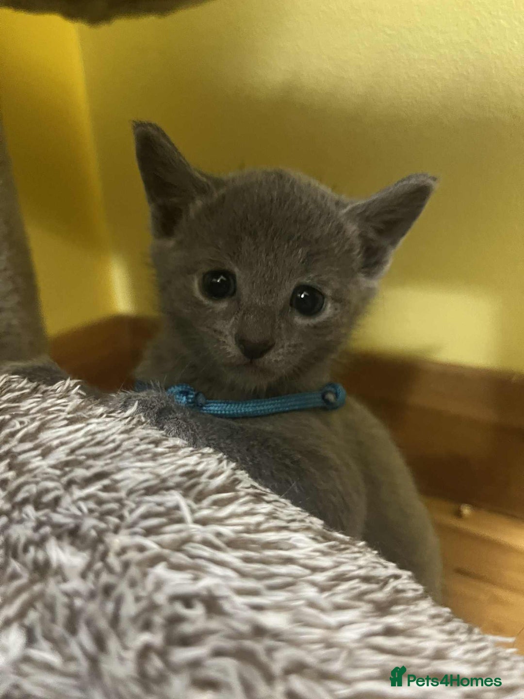 Russian Blue cats for sale: TICA REGISTERED Pure Breed Russian Blue Kittens - Advert 16