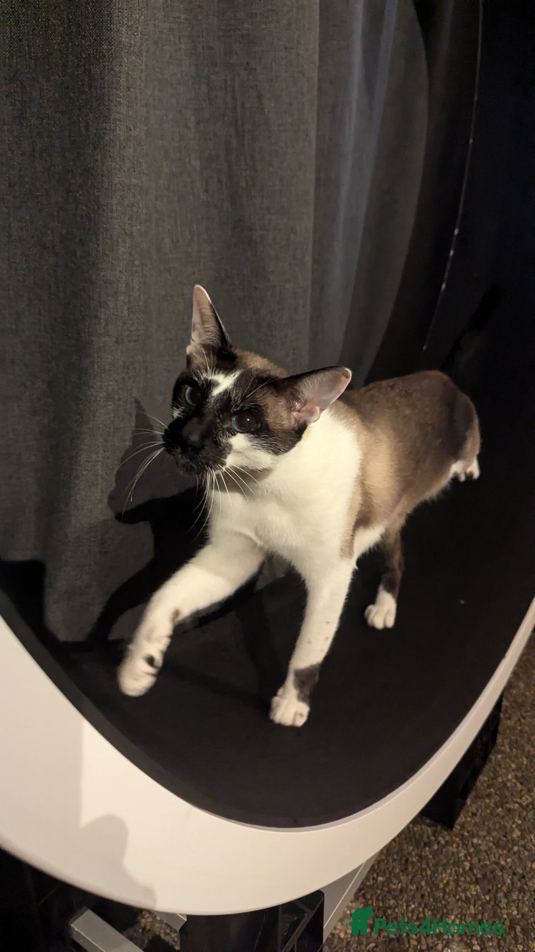 Oriental cats for sale: Blue Eyed Millie 3yr Old Oriental Shorthair Girl - Advert 25