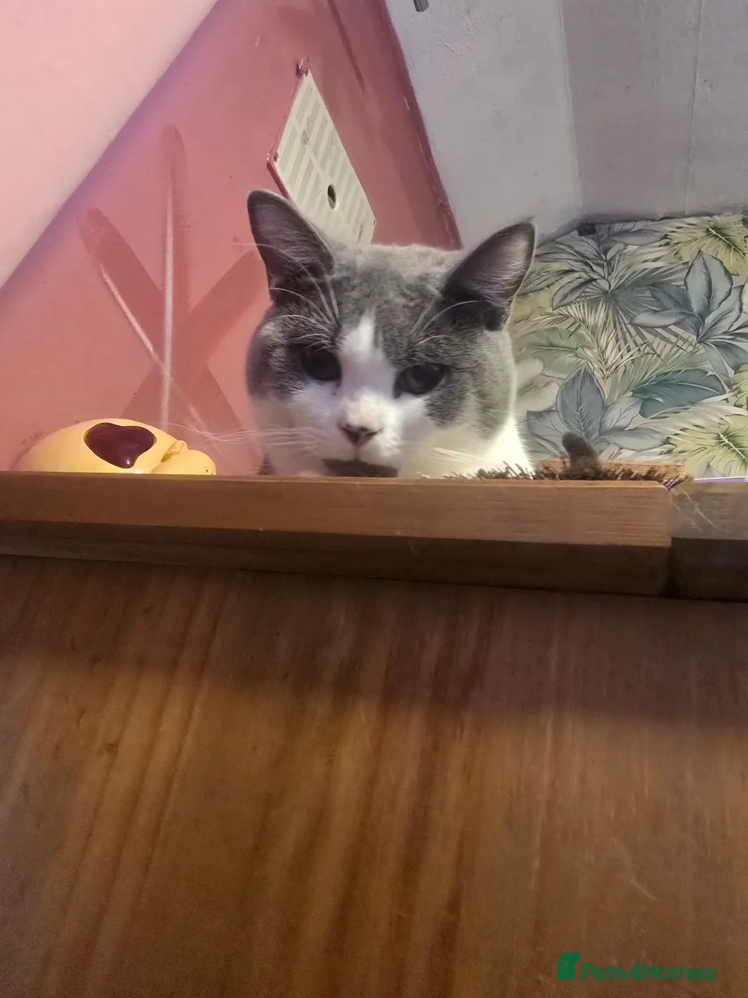 Mixed Breed cats for sale: Handsome Archi for sale  - Advert 1