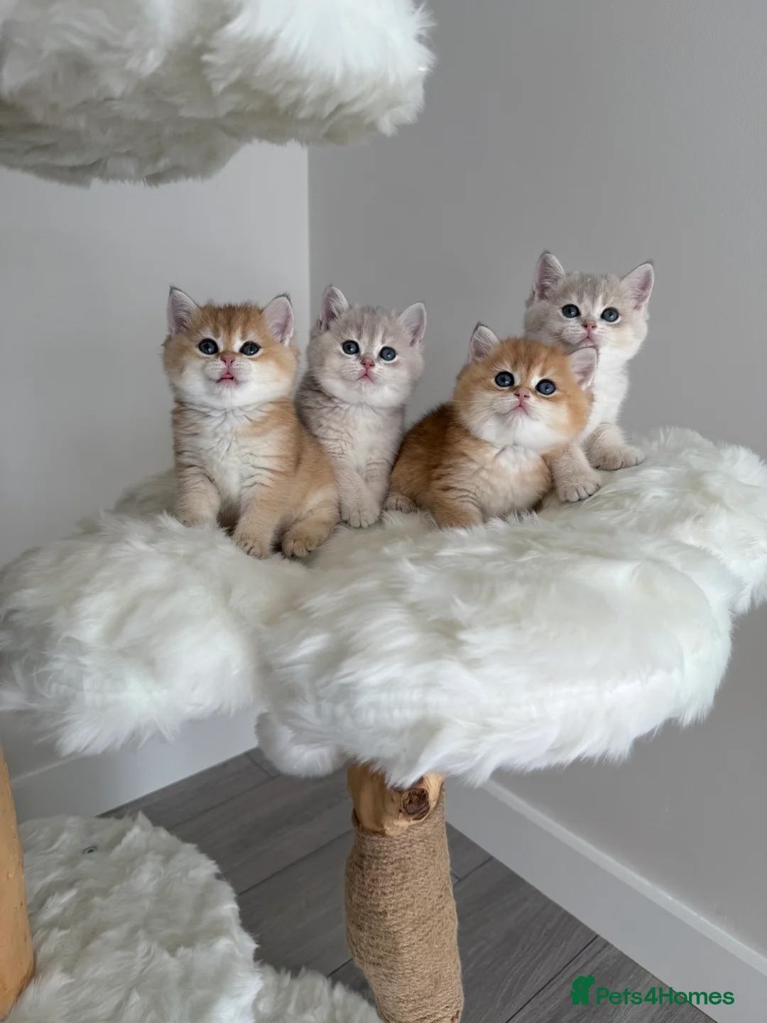 British Shorthair cats for sale: Golden Blue British Shorthair kittens  - Advert 2
