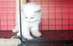 Maine Coon cats for sale: Maine Coon kittens in Manchester  - Image 26