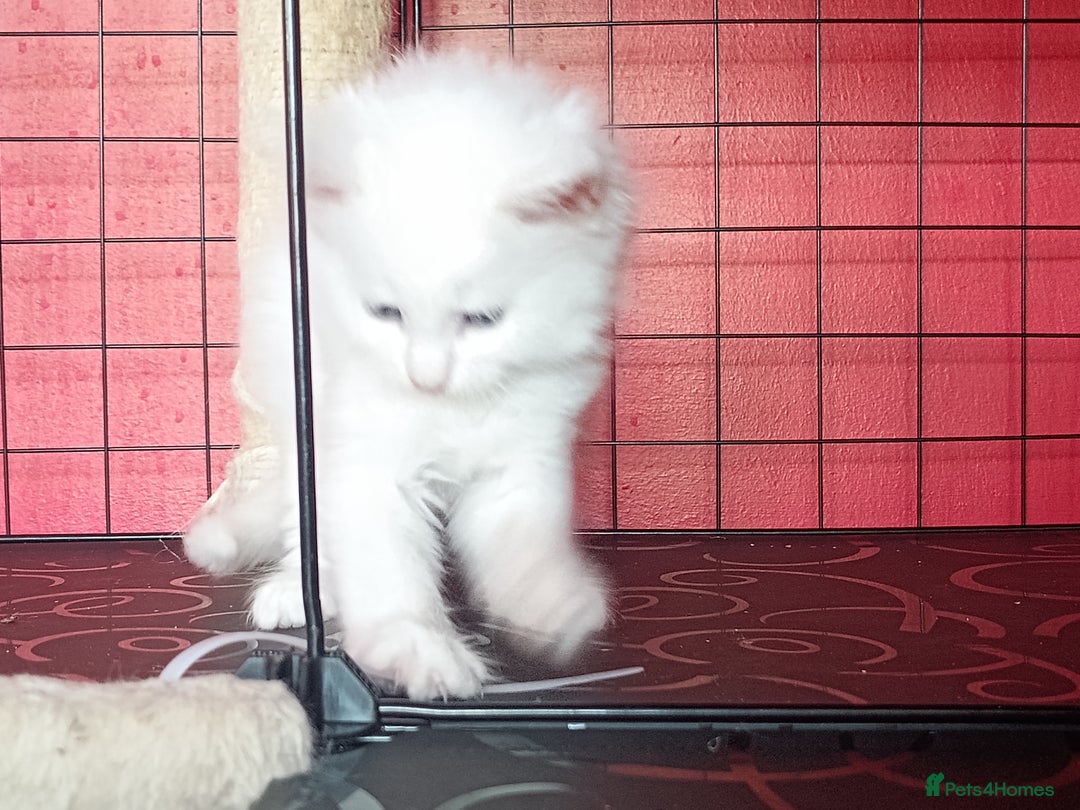Maine Coon cats for sale: Maine Coon kittens in Manchester  - Image 26