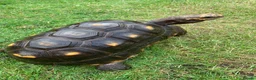 Tortoise reptiles for sale: RED FOOTED TORTOISE MALE 30 YEARS OLD - Advert 2