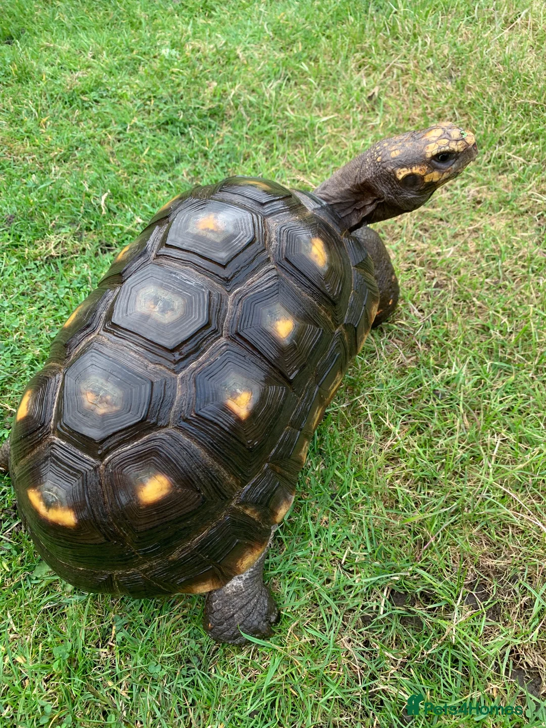 Tortoise reptiles for sale: RED FOOTED TORTOISE MALE 30 YEARS OLD - Advert 2