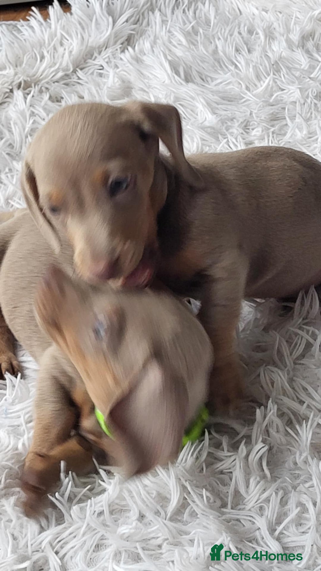 Dachshund dogs for sale: Miniature Isabella daucsunds for sale - Image 9