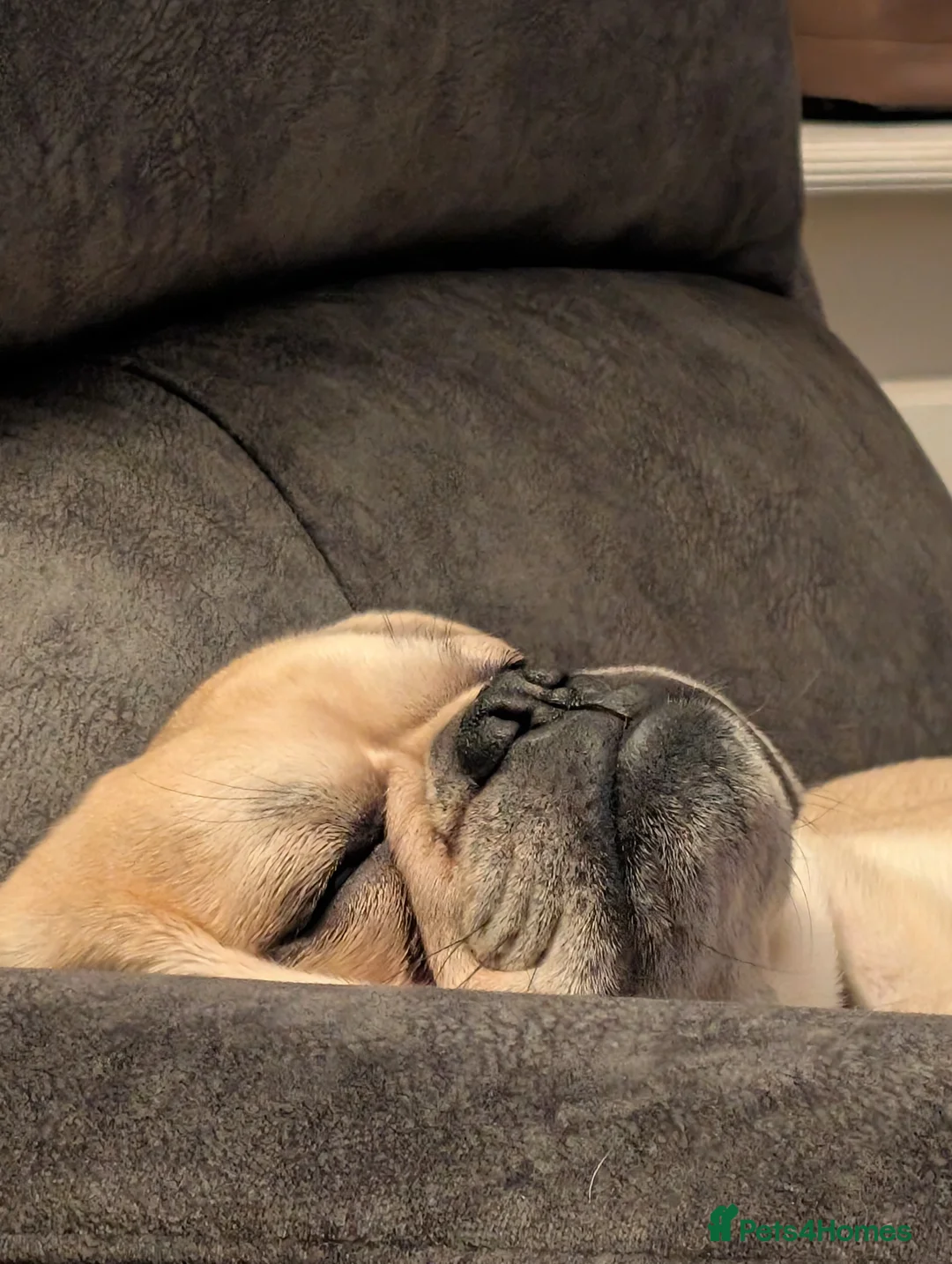 Frug dogs for sale: Male Frug - Advert 2