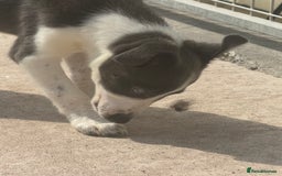 Mixed Breed dogs for sale: Border Whippets Puppies  - Image 7