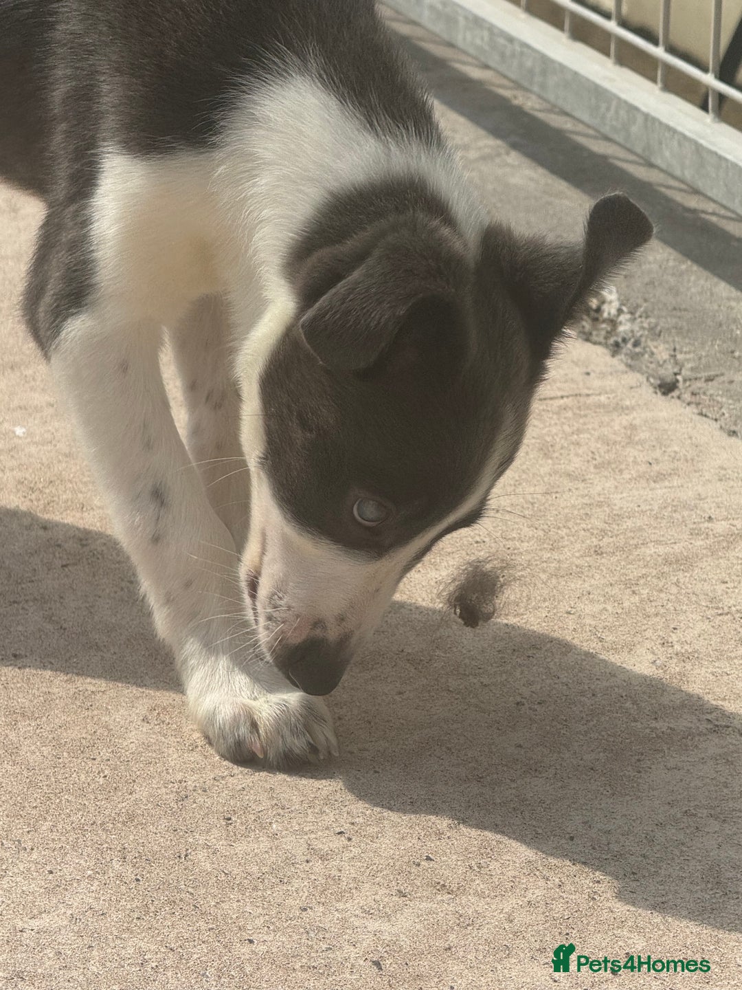 Mixed Breed dogs for sale: Border Whippets Puppies  - Image 7
