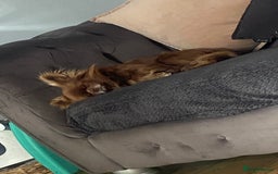 Chihuahua dogs for stud: KC registered russian blood line Chihuahua Stud in Stourbridge - Image 9