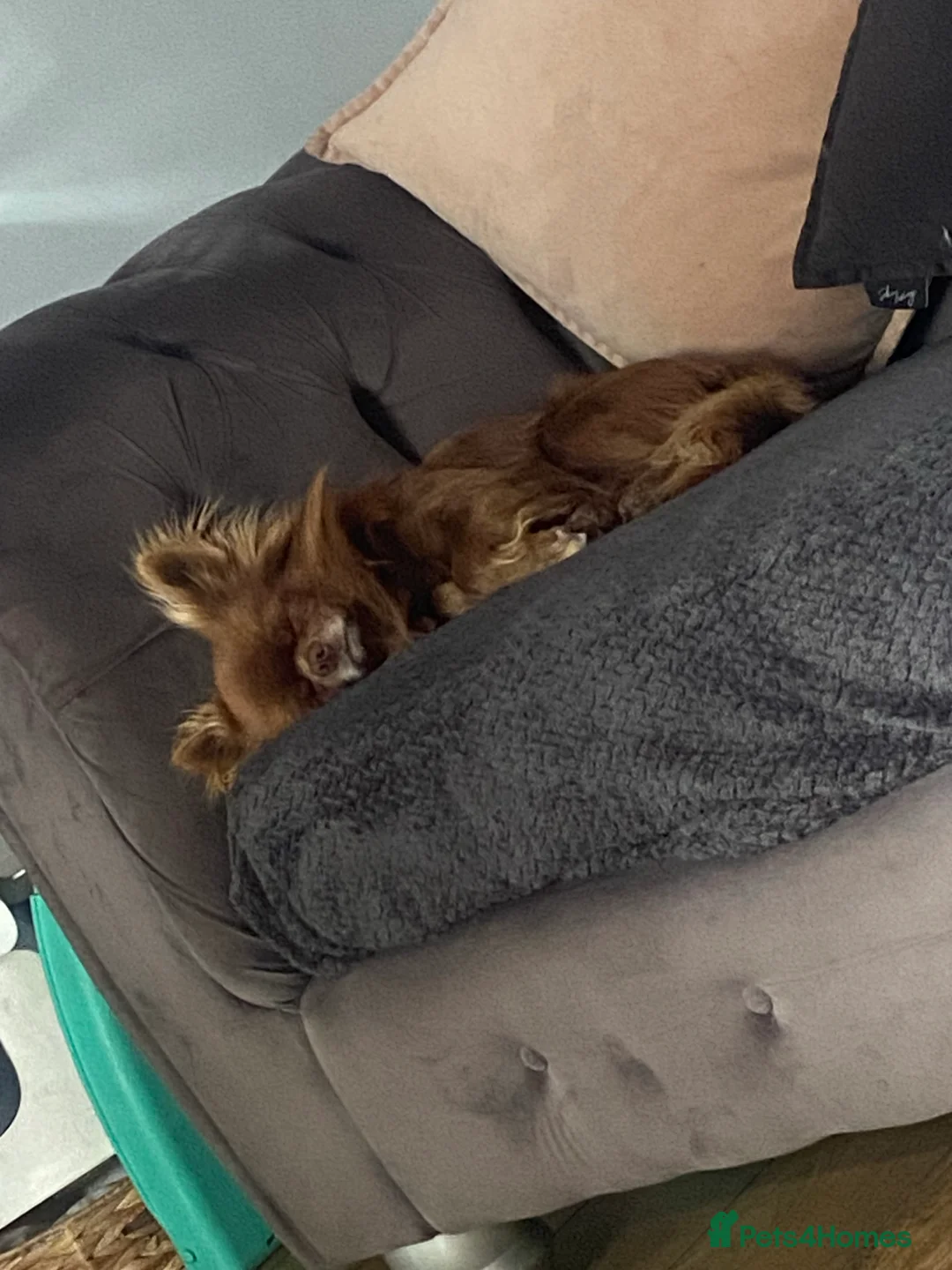 Chihuahua dogs for stud: KC Reg Chihuahua Stud in Stourbridge - Advert 11