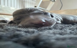 Italian Greyhound dogs for sale: 7/8 Italian Greyhound, 1/8 Whippet Puppies - Image 23