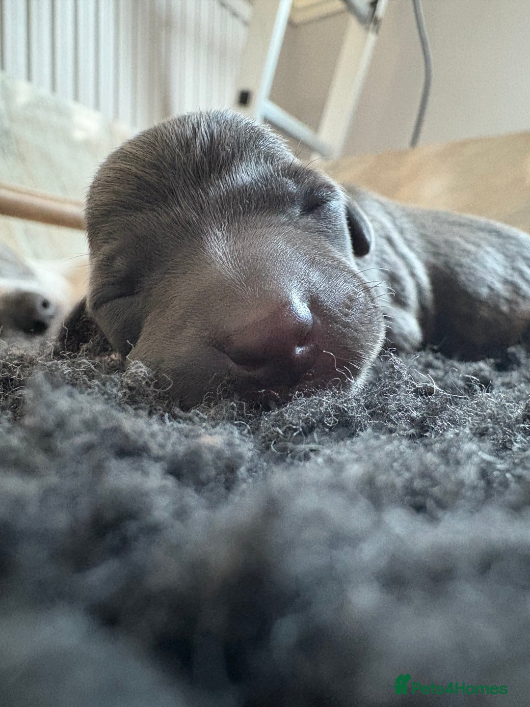 Italian Greyhound dogs for sale: 7/8 Italian Greyhound, 1/8 Whippet Puppies - Image 23