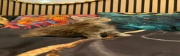 Maine Coon cats for sale: Main coon kittens - Advert 17