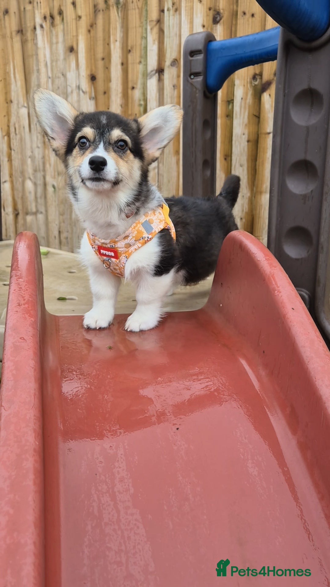 Welsh Corgi Pembroke dogs for sale: Kc reg Serbian lined female - Advert 10