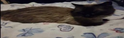 Maine Coon cats for sale: Maincoon x ragdol - Advert 2