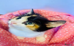 European cats for sale:  kittens last two left - Image 8