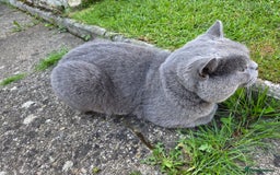 British Shorthair cats for sale: Blue, British short hair male - Image 5