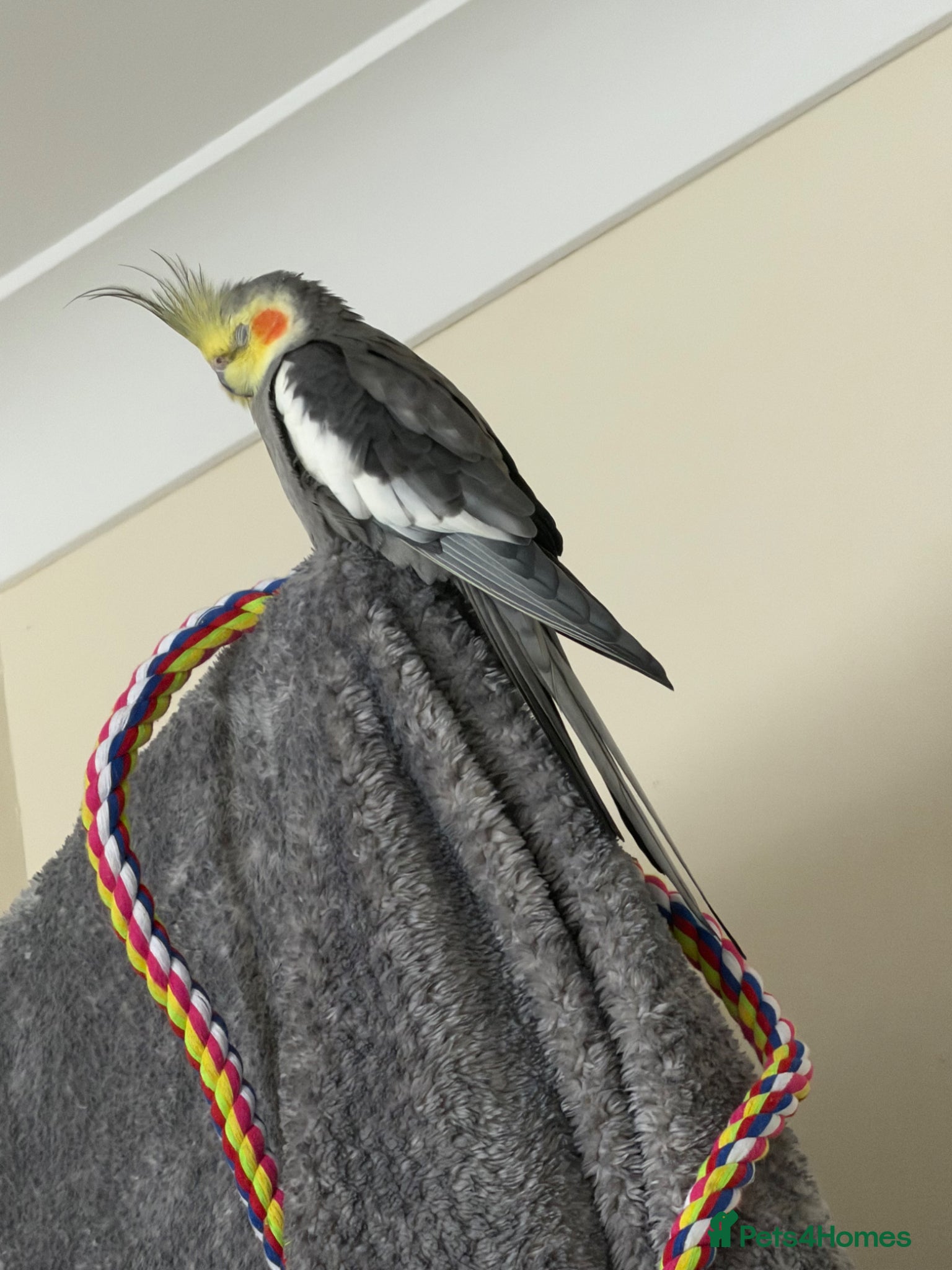 Cockatiels birds Male & Female Cockatiel  - Advert 11