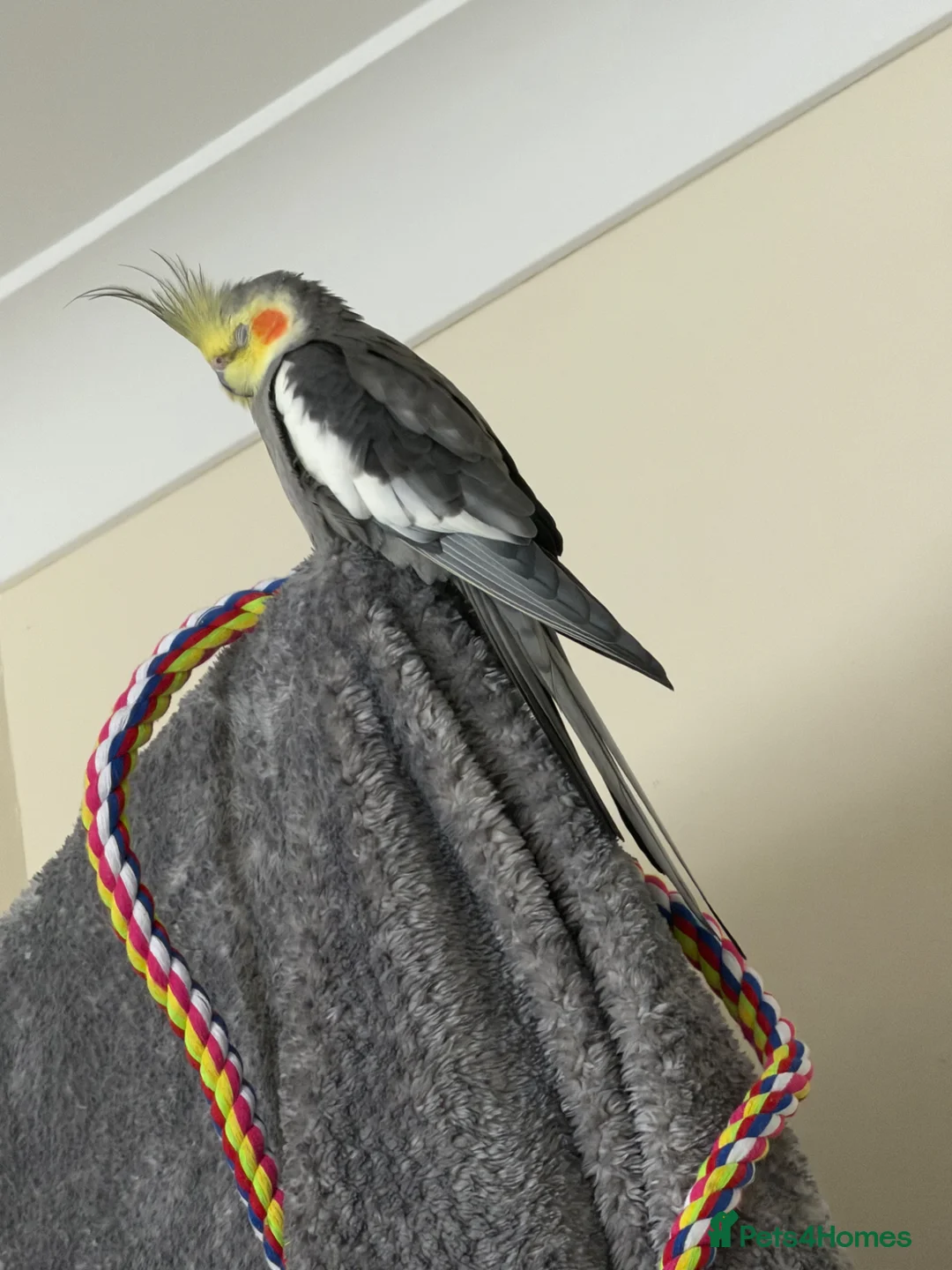Cockatiels birds for sale: Male & Female Cockatiel  in Doncaster - Advert 1