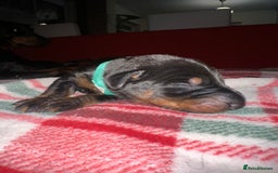 Dobermann dogs for sale: 🏆Supreme Dobermanns - Where Excellence Begins 🏆 - Image 8