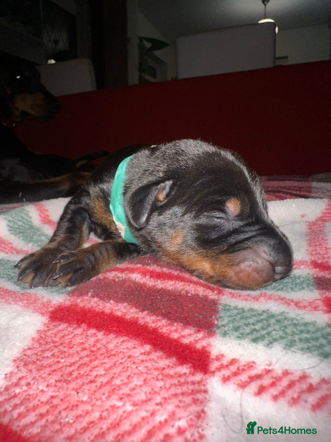 Dobermann dogs for sale: 🏆Supreme Dobermanns - Where Excellence Begins 🏆 - Image 8