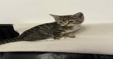 Mixed Breed cats - Advert 7