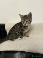 Mixed Breed cats - Advert 11