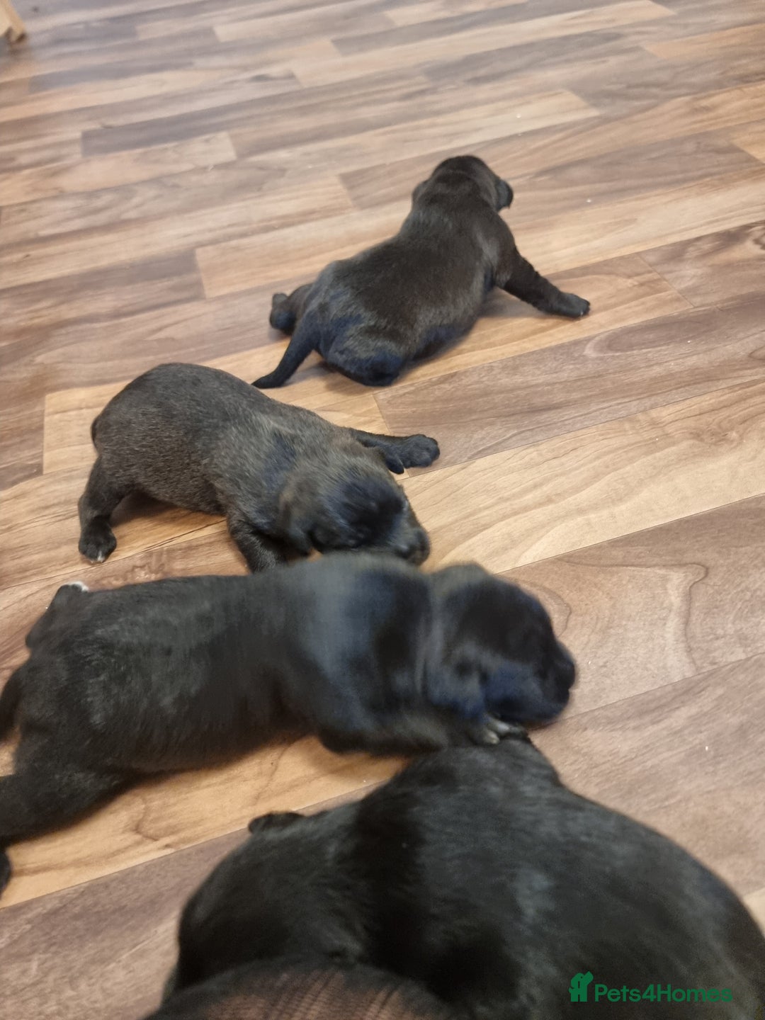 Patterdale Terrier dogs for sale: Patterdale puppies. - Advert 6