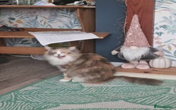 Ragdoll cats for sale: Ragdoll cross maine coon (Ragcoon) for sale - Image 2