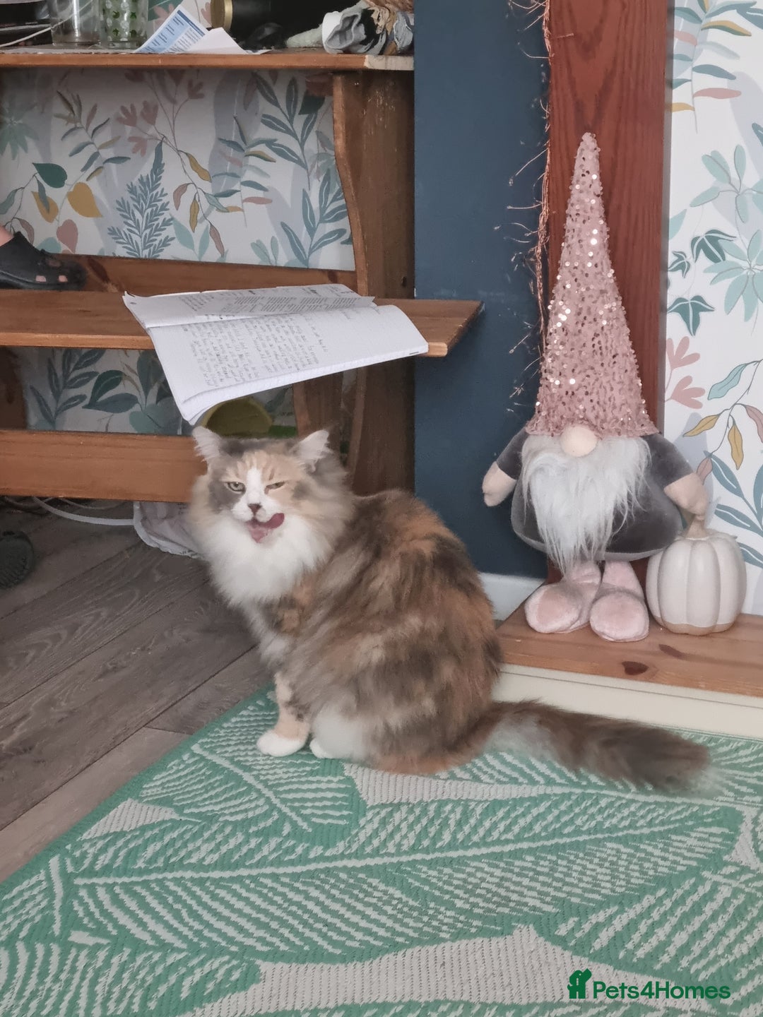 Ragdoll cats for sale: Ragdoll cross maine coon (Ragcoon) for sale - Image 2