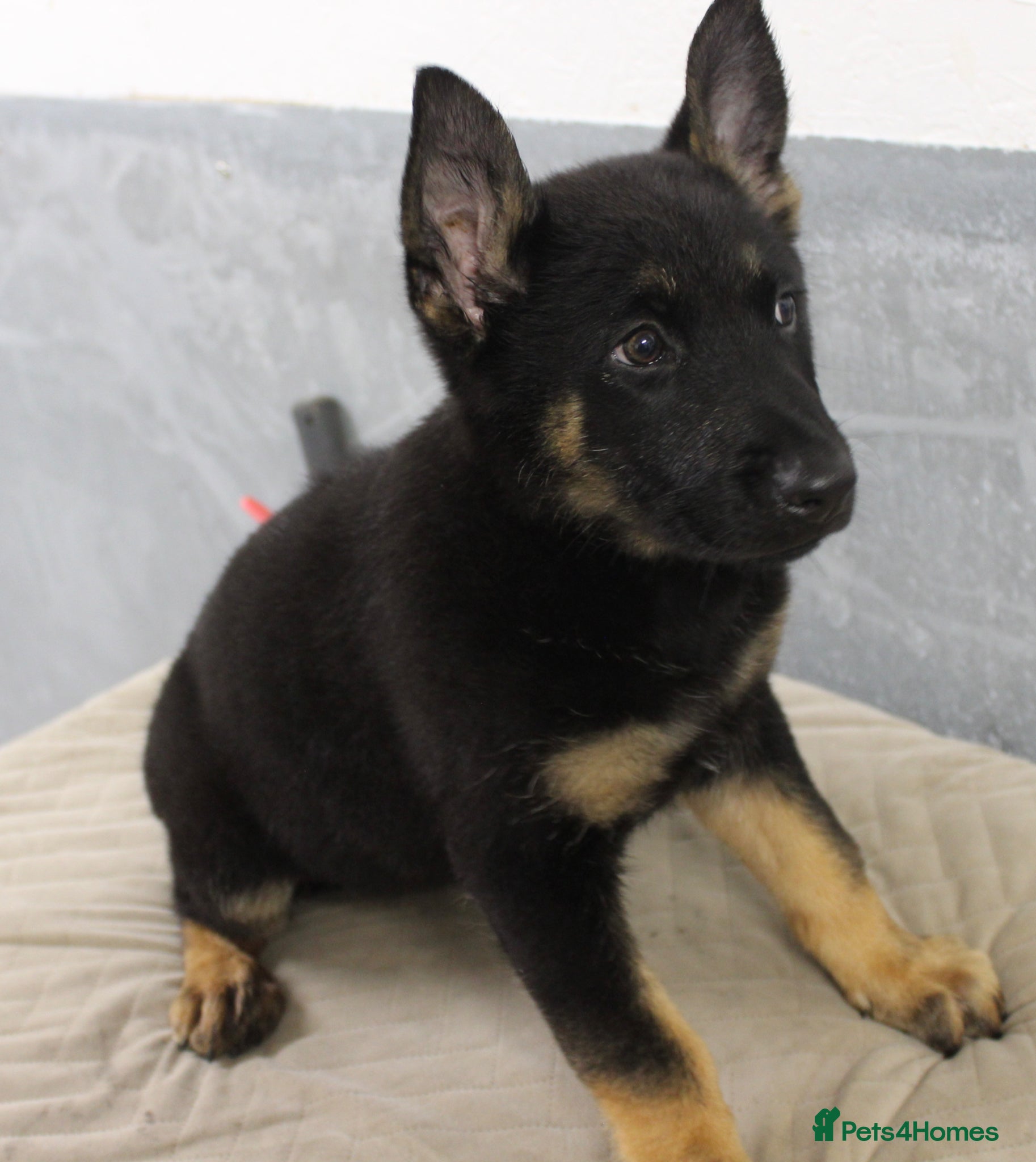 German Shepherd dogs for sale: German Shepherd Puppies  - Advert 29