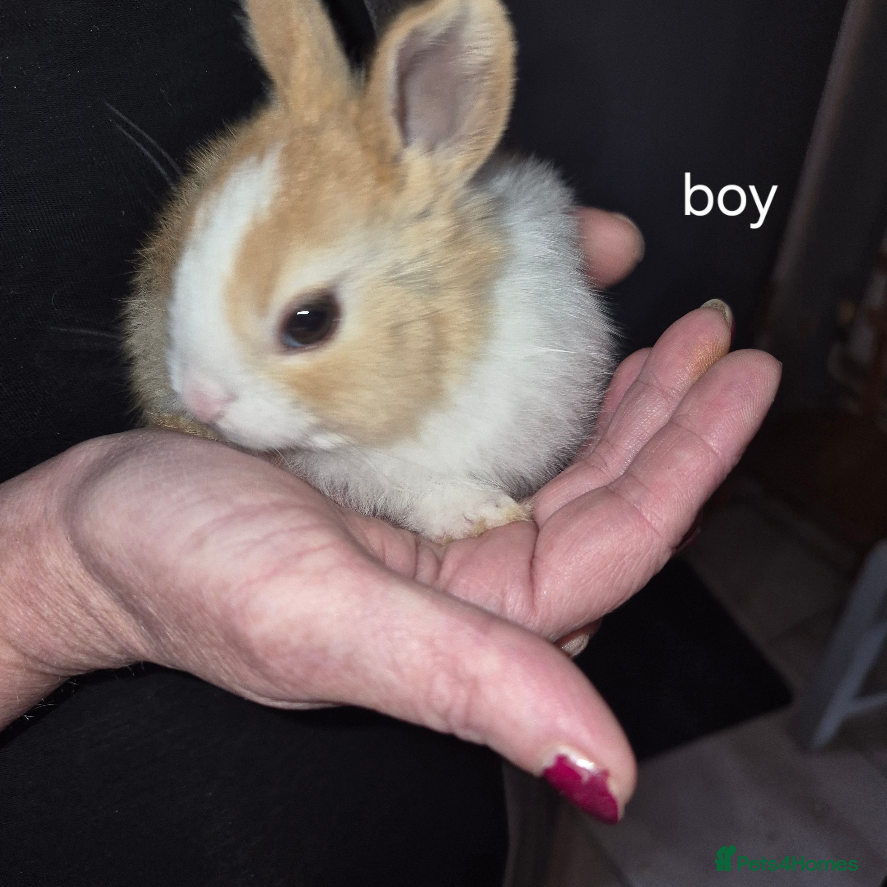 Dutch rabbits Dutch rabbits - Advert 6