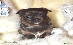 Chihuahua dogs for sale: Stunning long coat chihuahua puppies - Image 16