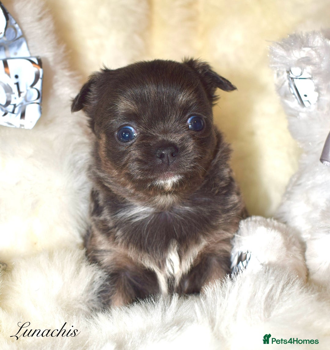 Chihuahua dogs for sale: Stunning long coat chihuahua puppies - Image 16