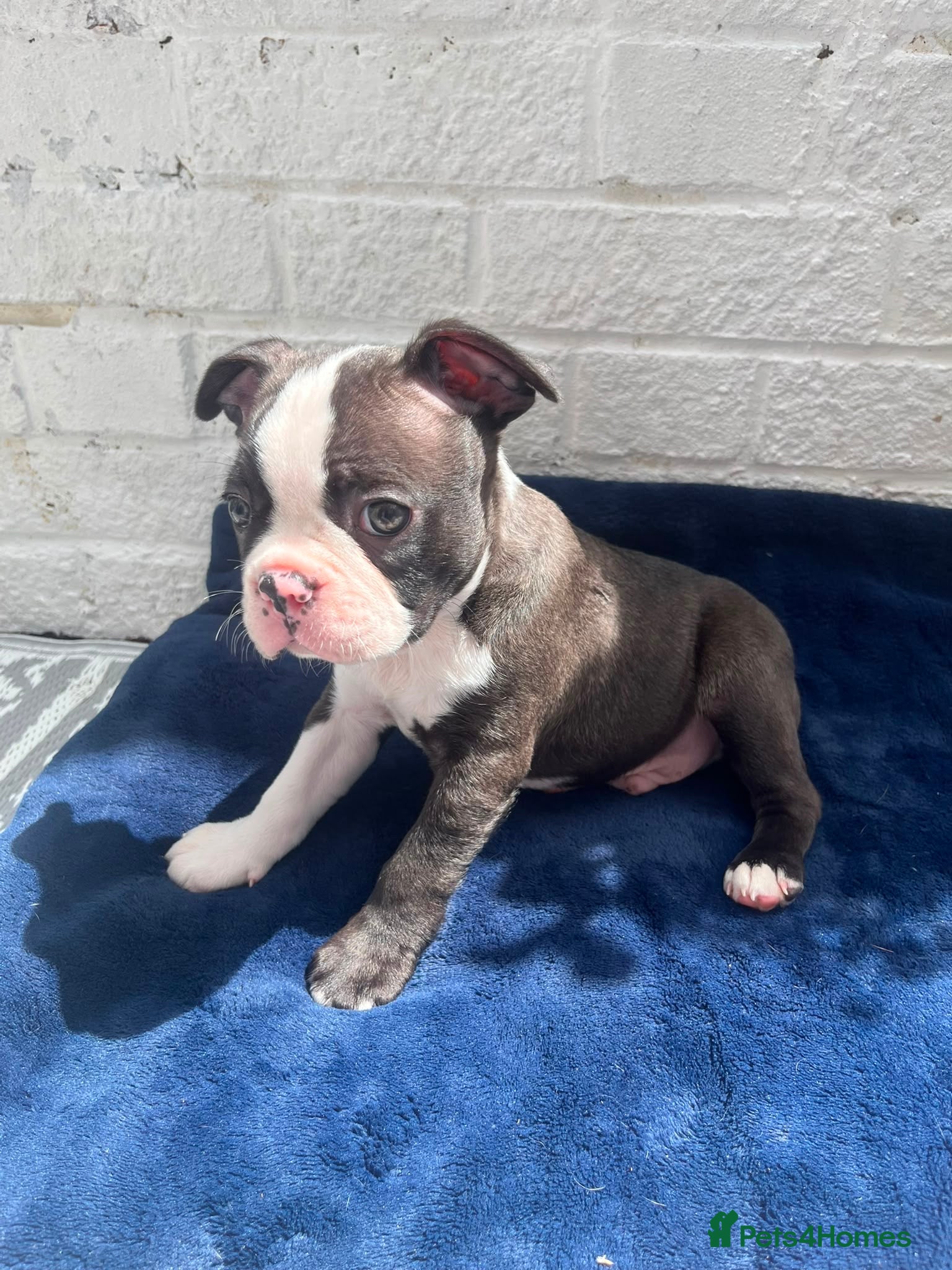 Boston Terrier dogs Brindle Boston terrier KC puppies  - Advert 2