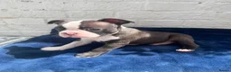 Boston Terrier dogs for sale: Brindle Boston terrier KC puppies  - Advert 1