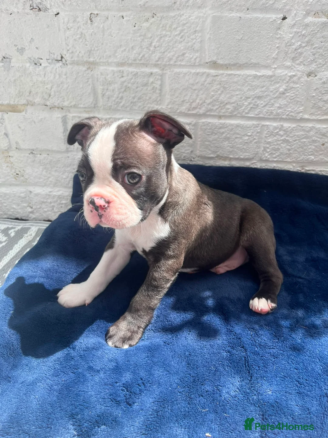 Boston Terrier dogs for sale: Brindle Boston terrier KC puppies  - Advert 1